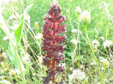 Fotografia da espécie Orobanche variegata