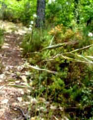 Bromus erectus subesp. erectus