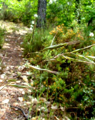 Fotografia de capa Bromus erectus subesp. erectus - do Jardim Botânico