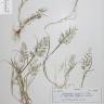 Fotografia de herbário 1 da espécie Catapodium rigidum no Jardim Botânico UTAD