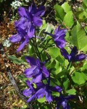 Fotografia da espécie Delphinium pentagynum