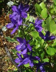 Delphinium pentagynum