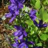 Fotografia 1 da espécie Delphinium pentagynum do Jardim Botânico UTAD