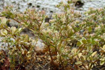 Fotografia da espécie Polycarpon tetraphyllum subesp. tetraphyllum