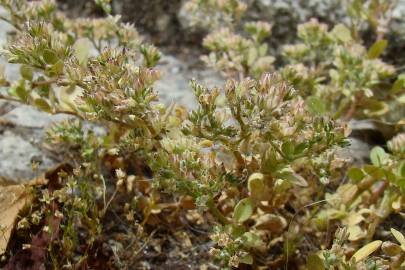 Fotografia da espécie Polycarpon tetraphyllum subesp. tetraphyllum