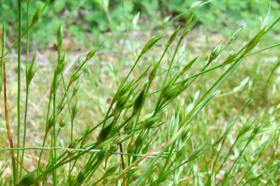 Fotografia da espécie Juncus bufonius