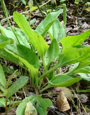 Fotografia 3 da espécie Plantago major no Jardim Botânico UTAD