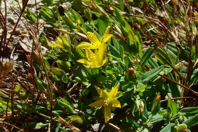 Fotografia da espécie Hypericum humifusum