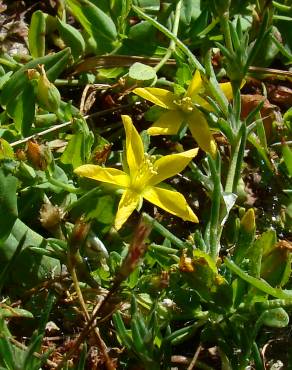 Fotografia 3 da espécie Hypericum humifusum no Jardim Botânico UTAD