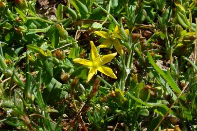 Fotografia da espécie Hypericum humifusum