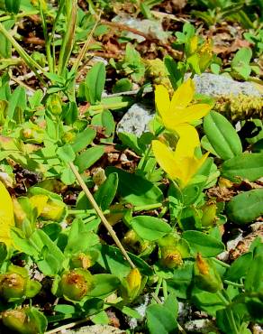 Fotografia 4 da espécie Hypericum humifusum no Jardim Botânico UTAD