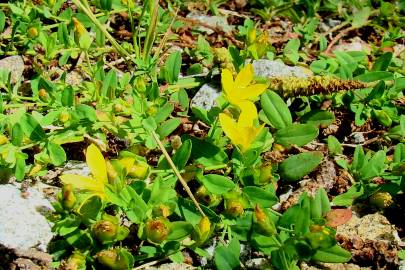 Fotografia da espécie Hypericum humifusum