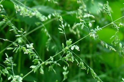 Fotografia da espécie Agrostis castellana