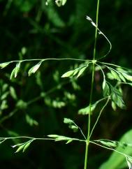 Agrostis castellana