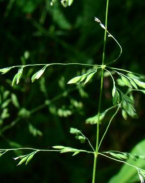 Fotografia 1 da espécie Agrostis castellana no Jardim Botânico UTAD