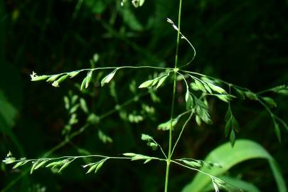 Fotografia da espécie Agrostis castellana