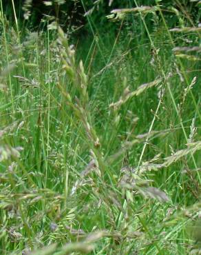 Fotografia 3 da espécie Agrostis castellana no Jardim Botânico UTAD