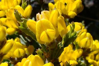 Fotografia da espécie Pterospartum tridentatum subesp. cantabricum