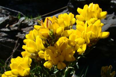 Fotografia da espécie Pterospartum tridentatum subesp. cantabricum