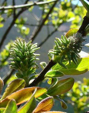 Fotografia 6 da espécie Salix atrocinerea no Jardim Botânico UTAD