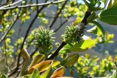 Fotografia da espécie Salix atrocinerea