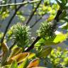 Fotografia 6 da espécie Salix atrocinerea do Jardim Botânico UTAD