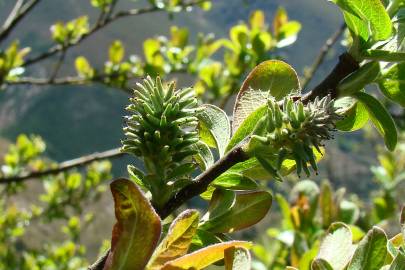 Fotografia da espécie Salix atrocinerea