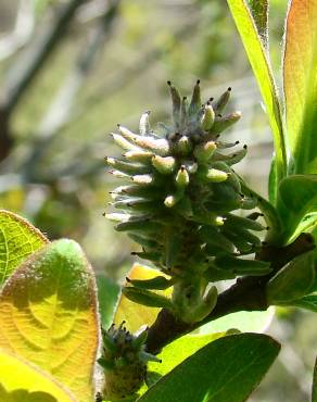 Fotografia 8 da espécie Salix atrocinerea no Jardim Botânico UTAD