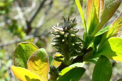 Fotografia da espécie Salix atrocinerea