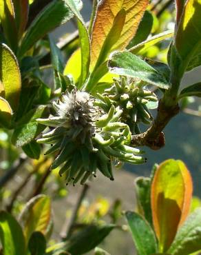 Fotografia 9 da espécie Salix atrocinerea no Jardim Botânico UTAD