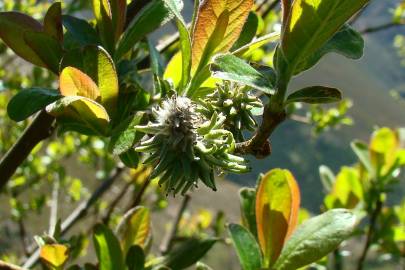 Fotografia da espécie Salix atrocinerea