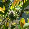 Fotografia 9 da espécie Salix atrocinerea do Jardim Botânico UTAD