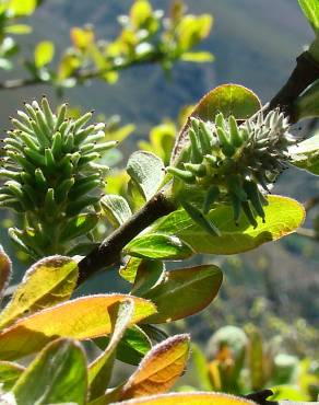 Fotografia 10 da espécie Salix atrocinerea no Jardim Botânico UTAD