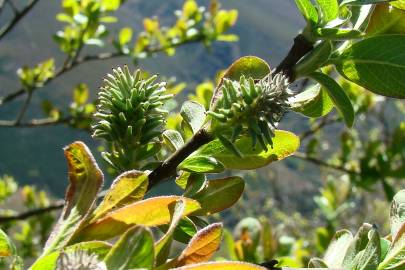 Fotografia da espécie Salix atrocinerea