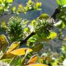 Fotografia 10 da espécie Salix atrocinerea do Jardim Botânico UTAD