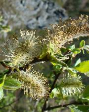 Fotografia da espécie Salix atrocinerea