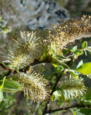 Fotografia 1 da espécie Salix atrocinerea no Jardim Botânico UTAD