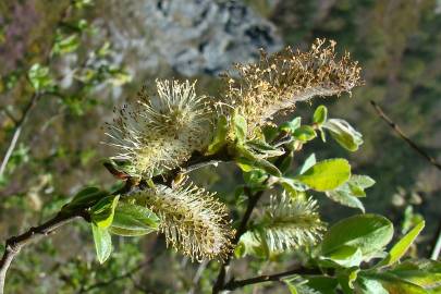 Fotografia da espécie Salix atrocinerea