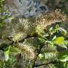 Fotografia 1 da espécie Salix atrocinerea do Jardim Botânico UTAD