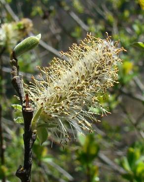 Fotografia 11 da espécie Salix atrocinerea no Jardim Botânico UTAD