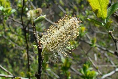 Fotografia da espécie Salix atrocinerea