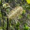Fotografia 11 da espécie Salix atrocinerea do Jardim Botânico UTAD