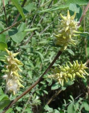 Fotografia 3 da espécie Salix salviifolia subesp. salviifolia no Jardim Botânico UTAD
