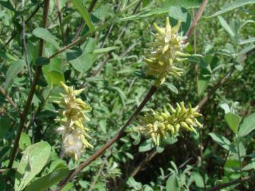 Fotografia da espécie Salix salviifolia subesp. salviifolia