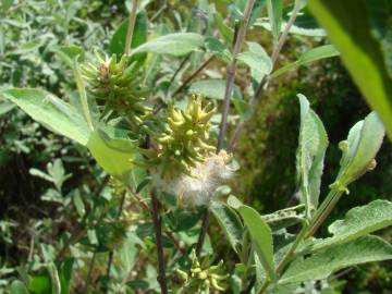 Fotografia da espécie Salix salviifolia subesp. salviifolia