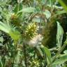 Fotografia 4 da espécie Salix salviifolia subesp. salviifolia do Jardim Botânico UTAD
