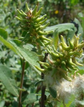 Fotografia 5 da espécie Salix salviifolia subesp. salviifolia no Jardim Botânico UTAD