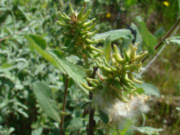 Fotografia da espécie Salix salviifolia subesp. salviifolia