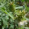Fotografia 5 da espécie Salix salviifolia subesp. salviifolia do Jardim Botânico UTAD
