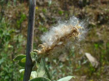 Fotografia da espécie Salix salviifolia subesp. salviifolia